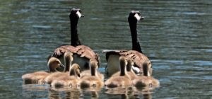 geese-g9695ad918_1920