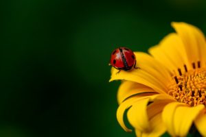 ladybug-ge48a81630_1920